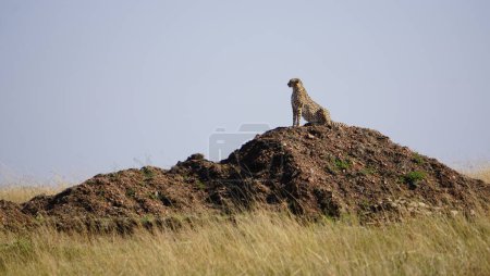 Geparden posieren auf einem Hügel
