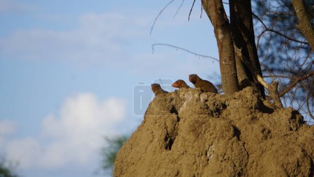 : dwarf mongoose on an anthill