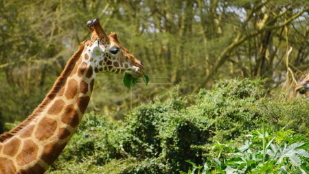 giraffe eating leaves in a park