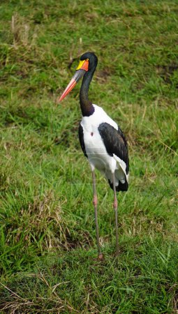 saddle billed stork standing