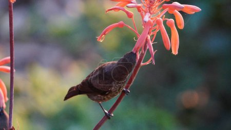  sunbird à la recherche de nectar
