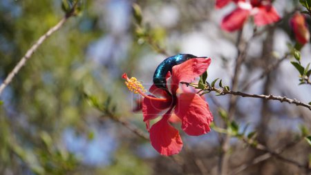 sunbird sur une fleur buvant du nectar