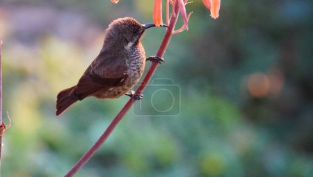  sunbird perched on a flower stick.