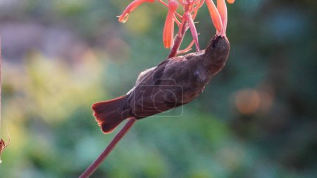 sunbird sucking in some nectar