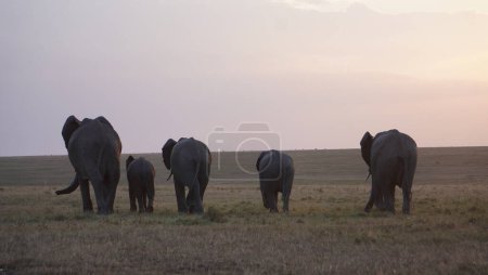 The rear ends of elephants.