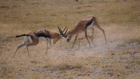 r.Thompson gazelles fighting