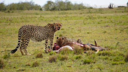 Two cheetahs with a big kill