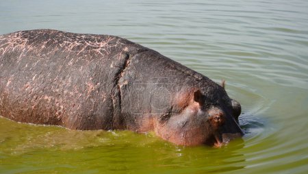 Hipopótamo herido pastando en un pantano