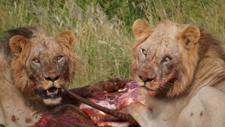 young lions having a meal.