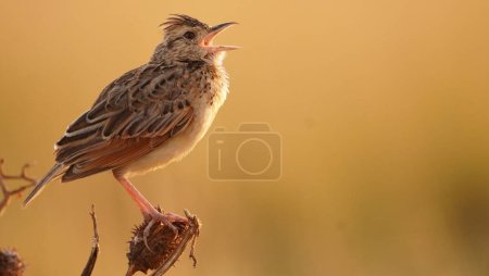 A brown little bird singing