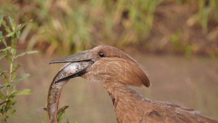  A hammerkop bird trying to swallow a fish.