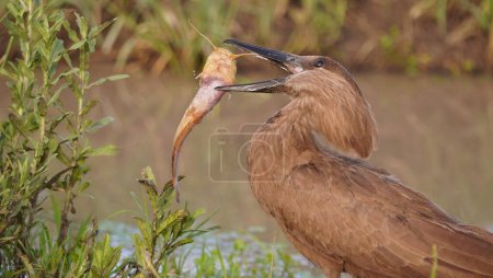  A bird trying to swallow a large fish