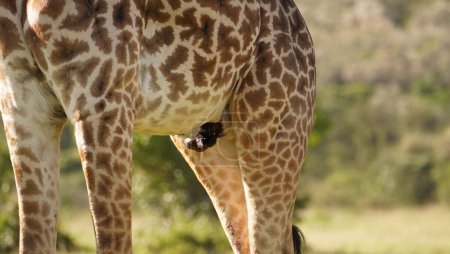 A sick giraffe in his reproductive organ