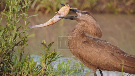 A strange bird trying to swallow a big fish.