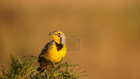 A yellow longclaw with a worm in his beak