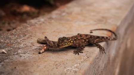 Photo for Agama enjoying a meal. - Royalty Free Image