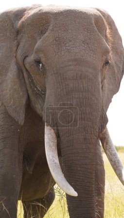 Elephant bull with very long tusks