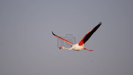 : Flamingo with wingflap up