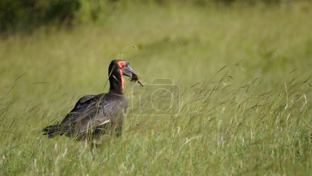 Ground hornbill carrying food on his beak