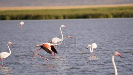 Flamingos start to fly.