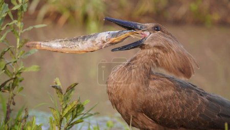  hammerkop chocking on a large fish