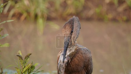 hammerkop choking on a fish