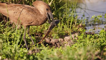 hammerkop with a fish