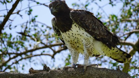 Largest eagle in africa martial eagle