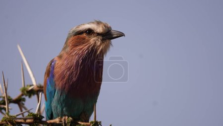 lilac breasted roller looking at the camera