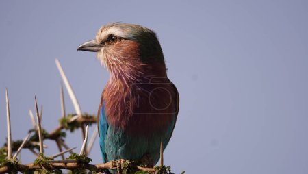 lilac breasted roller looking sideways left