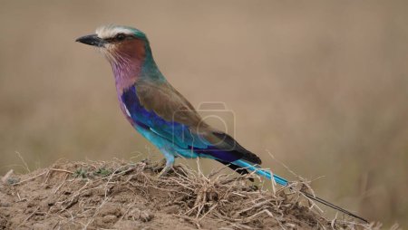 lilac breasted roller side view