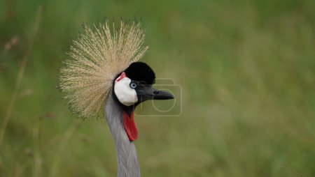The crown of the crown crane.