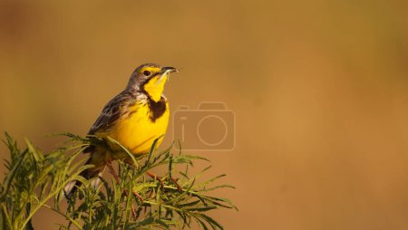 yellow throated long claw with an insect