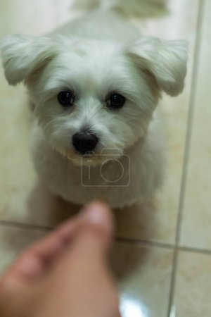 Photo for Affectionate lap dog with friendly expression, looking at camera. - Royalty Free Image