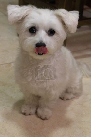 Téléchargez les photos : Amical, chien à fourrure avec un portrait mignon et adorable, regardant la caméra. - en image libre de droit