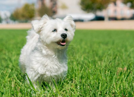 Téléchargez les photos : Un adorable chien à fourrure avec un fidèle compagnon dans l'herbe. - en image libre de droit