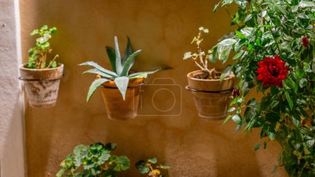 Téléchargez les photos : Plante d'intérieur en fleurs dans un pot de fleurs - Croissance dynamique et beaux motifs de feuilles - en image libre de droit