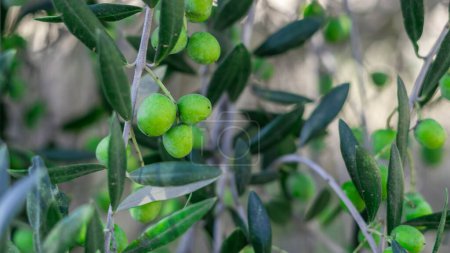 Téléchargez les photos : Récolte abondante : produits biologiques du jardin naturel, olive - en image libre de droit