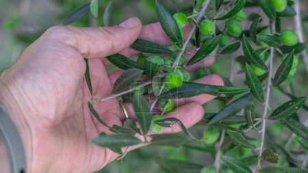Téléchargez les photos : Gros plan d'une main tenant un légume vert frais. Olives. - en image libre de droit