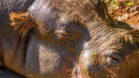 Téléchargez les photos : Hippopotame solitaire dans l'habitat naturel - en image libre de droit