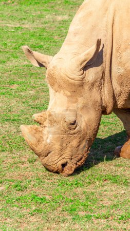 Téléchargez les photos : Rhinocéros solitaire dans la Savane - en image libre de droit