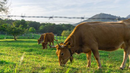 Téléchargez les photos : Pâturage du bétail sur la prairie verte dans un paysage rural avec ciel - en image libre de droit