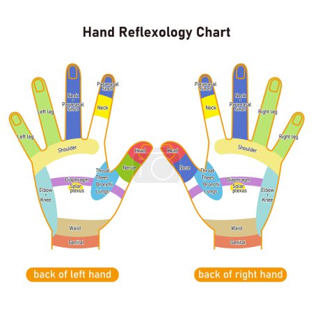 Reflexes on the back of the hand and hand pressure points Illustration