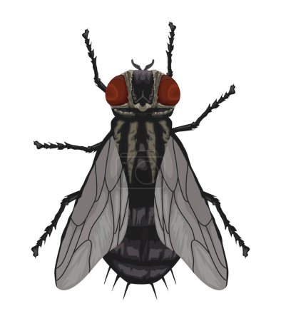 Téléchargez les illustrations : Mouche insecte animal nature icône - en licence libre de droit