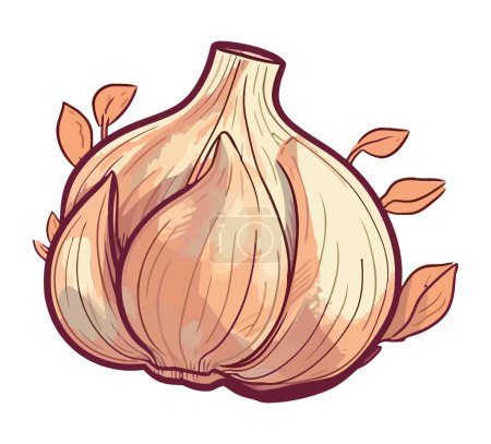 Illustration for Fresh organic garlic healthy seasoning isolated - Royalty Free Image