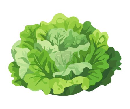 Illustration for Lettuce a healthy vegetarian food for summer eating isolated - Royalty Free Image