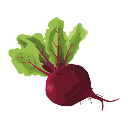 Ilustración de Ensalada orgánica fresca con verduras de raíz maduras icono aislado - Imagen libre de derechos