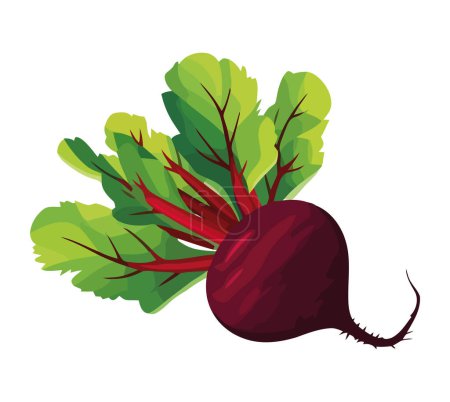 Ilustración de Rábano fresco, un ingrediente saludable para las comidas icono aislado - Imagen libre de derechos
