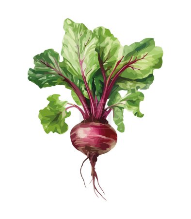 Illustration for Fresh organic ripe common beet, vegetable icon isolated - Royalty Free Image
