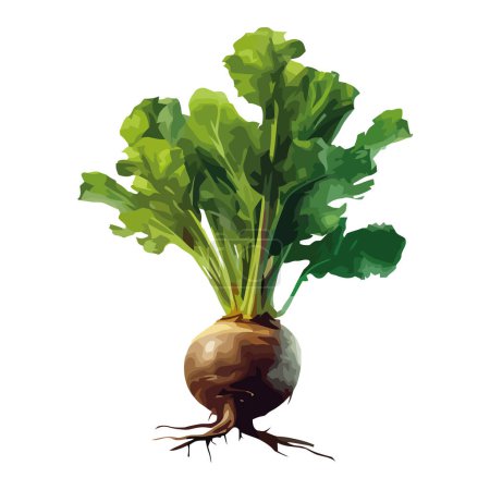 Illustration for Fresh common beetroot vegetable icon isolated - Royalty Free Image